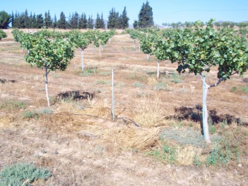 8 sovrum Finca/Hus på landet till salu i Lorca med garage - 420 000 € (Ref: 9777165)