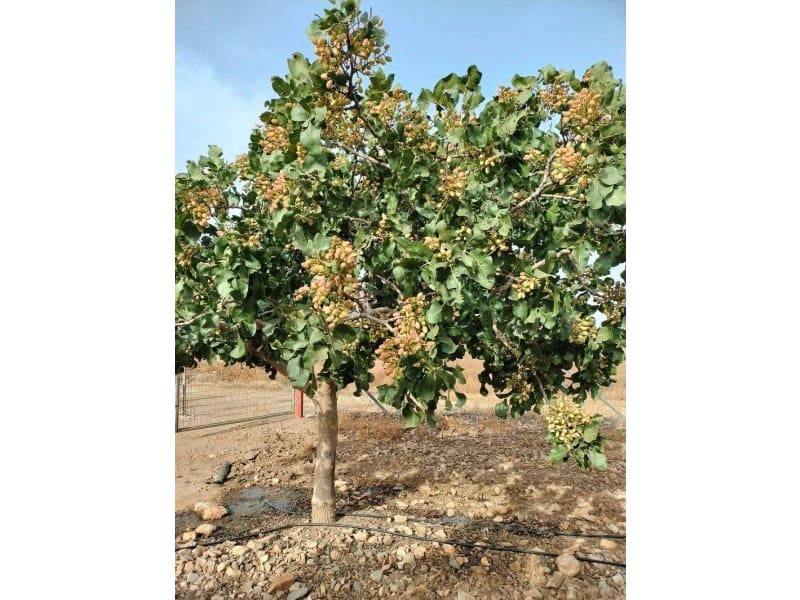 8 sovrum Finca/Hus på landet till salu i Lorca med garage - 420 000 € (Ref: 9777165)