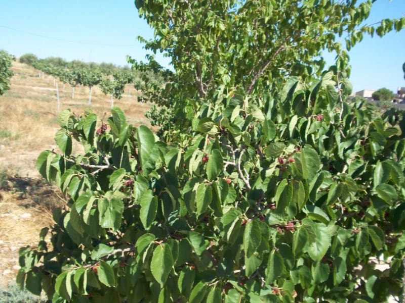 8 sovrum Finca/Hus på landet till salu i Lorca med garage - 420 000 € (Ref: 9777165)