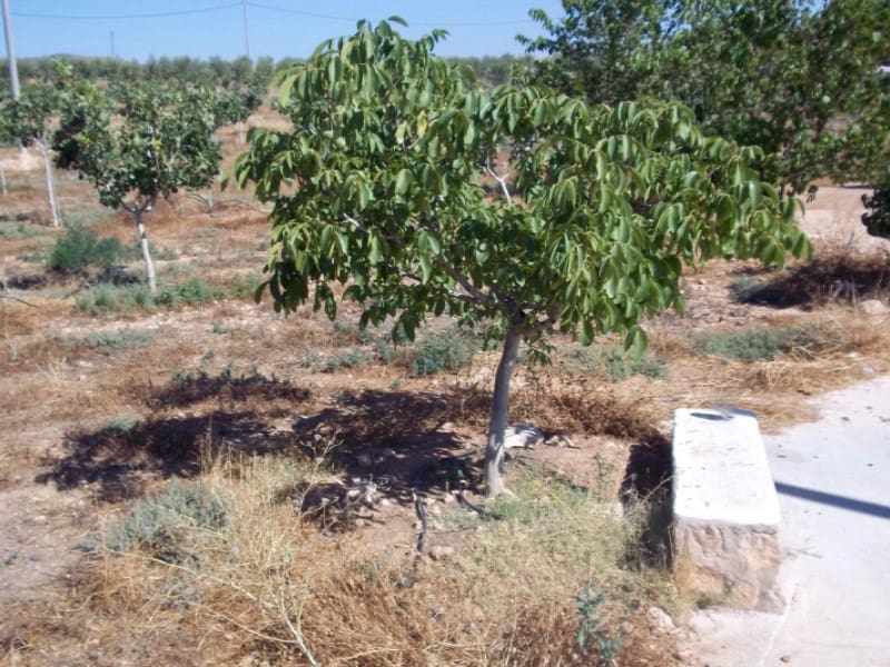 8 sovrum Finca/Hus på landet till salu i Lorca med garage - 420 000 € (Ref: 9777165)