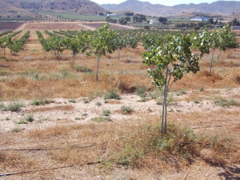 8 sovrum Finca/Hus på landet till salu i Lorca med garage - 420 000 € (Ref: 9777165)