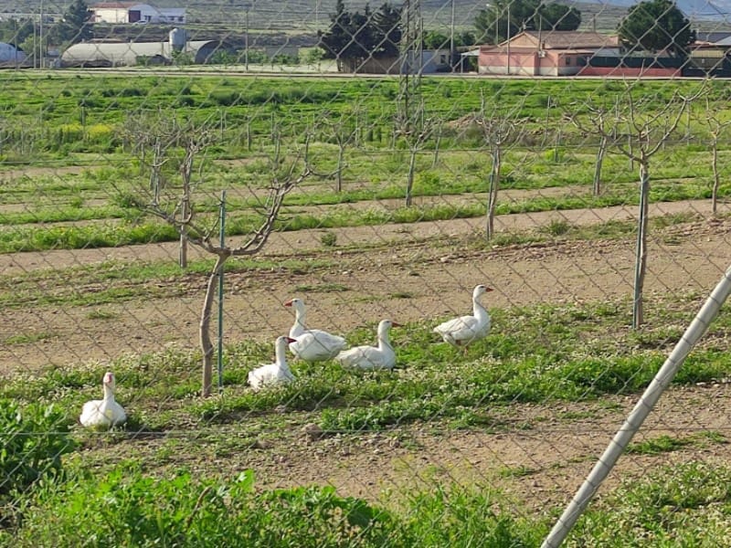 8 sovrum Finca/Hus på landet till salu i Lorca med garage - 420 000 € (Ref: 9777165)