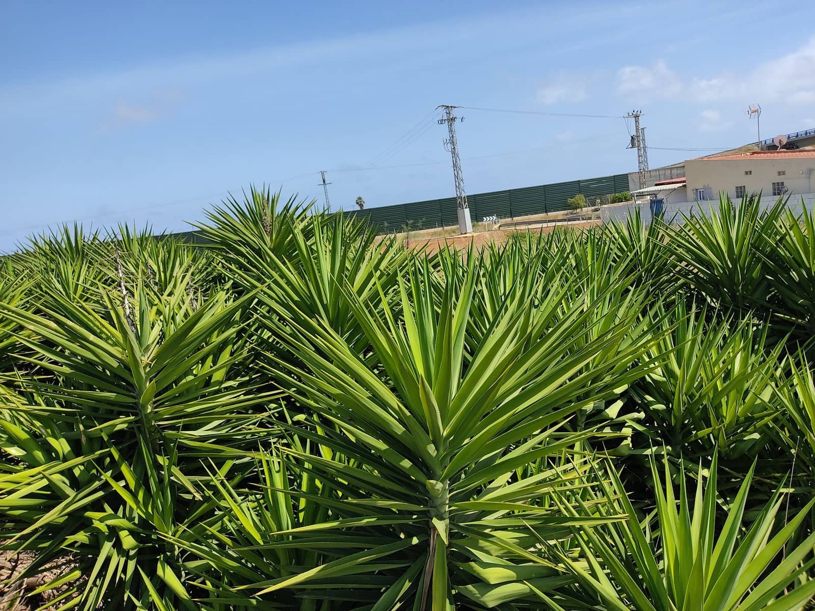 Finca/Landehus til salg i Benicarlo - € 65.000 (Ref: 6128534)