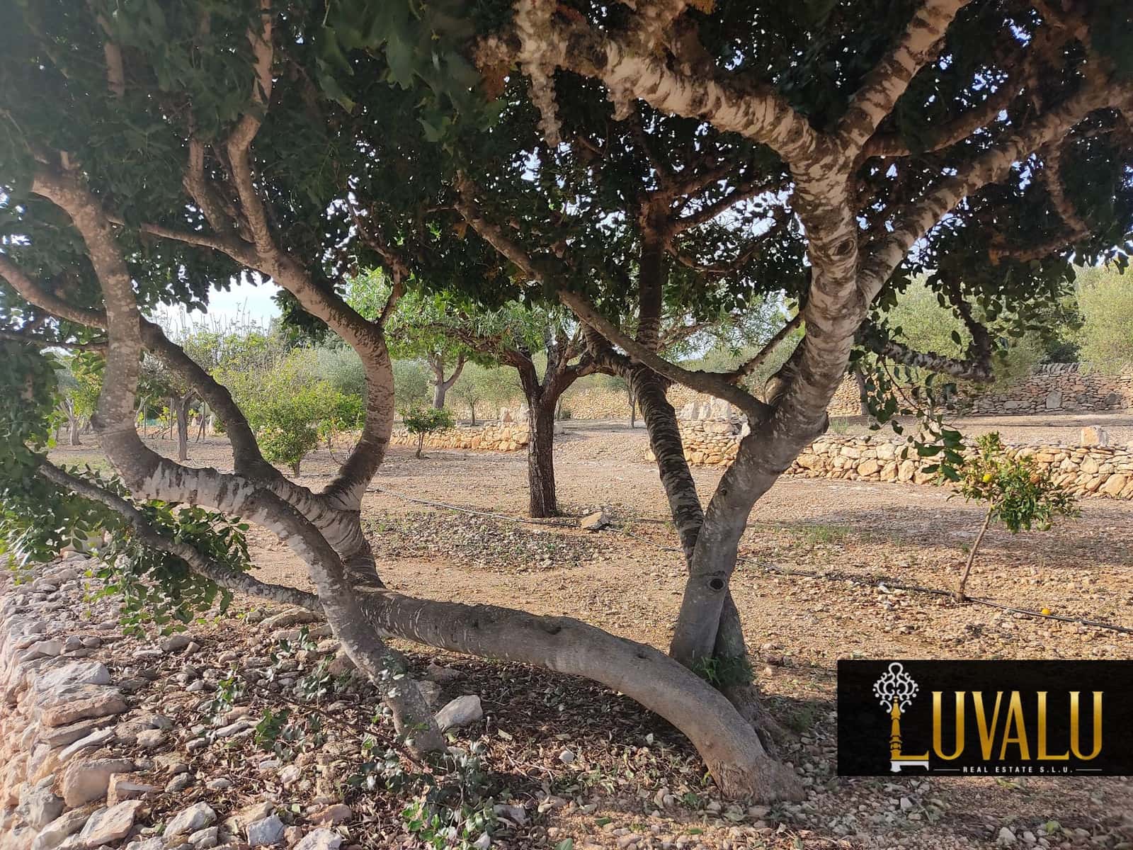 3 soveværelse Villa til salg i Calig med swimmingpool garage - € 565.000 (Ref: 6406647)