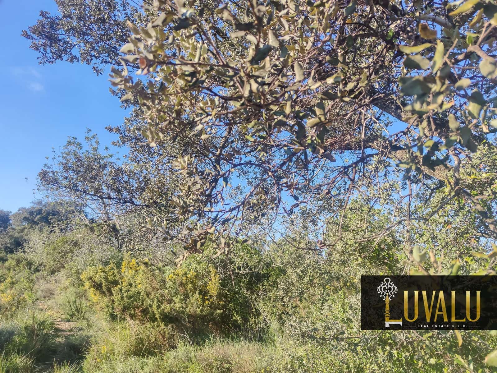 Teren niezagospodarowany na sprzedaż w Cervera del Maestre / Cervera del Maestrat - 27 000 € (Ref: 8827169)