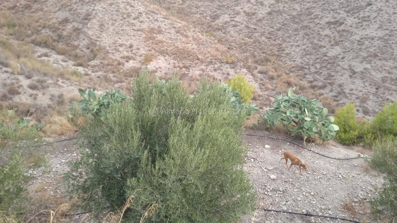 4 bedroom Villa for sale in Albox - € 250,000 (Ref: 7361705)