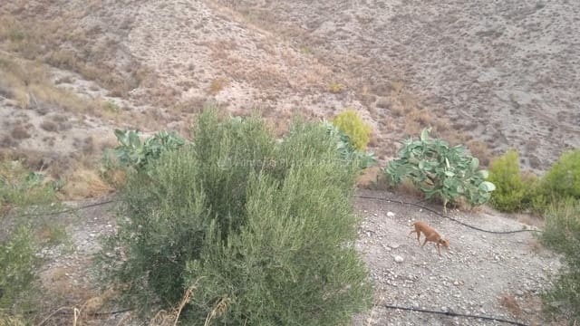 4 soveværelse Villa til salg i Albox - € 250.000 (Ref: 7361705)