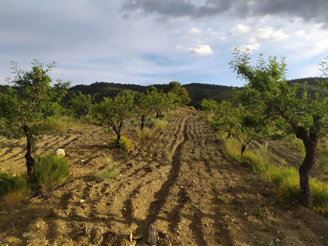 Finka/Dom wiejski na sprzedaż w Oria - 37 000 € (Ref: 8951717)