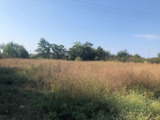 Terreno Não Urbanizado para venda em Oliva Playa, Oliva - 422 000 € (Ref: 9630600)