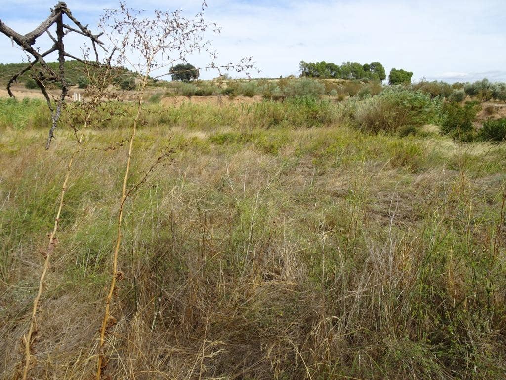 Finca/Maison de Campagne à vendre à Corbera d'Ebre - 38 000 € (Ref: 10014282)