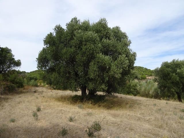 Finca/Maison de Campagne à vendre à Corbera d'Ebre - 38 000 € (Ref: 10014282)