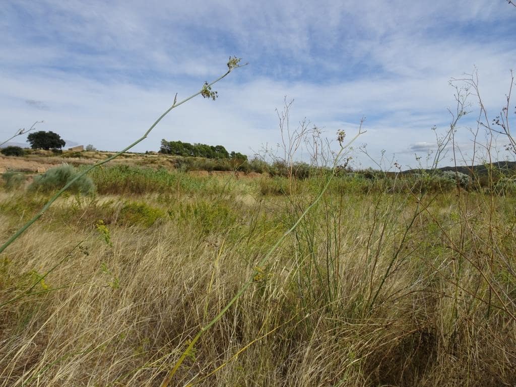 Finca/Maison de Campagne à vendre à Corbera d'Ebre - 38 000 € (Ref: 10014282)
