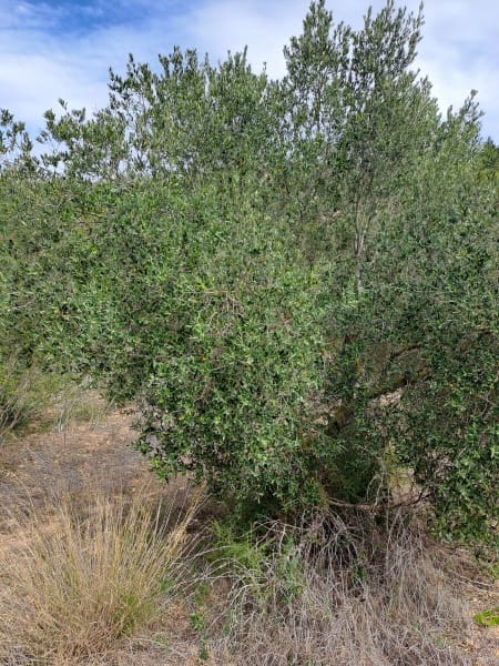 Finca/Landhuis te koop in Corbera d'Ebre - € 9.000 (Ref: 10014283)