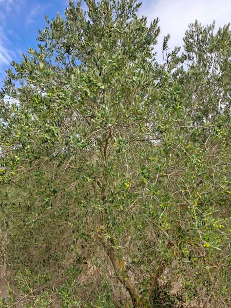Finca/Landhuis te koop in Corbera d'Ebre - € 9.000 (Ref: 10014283)