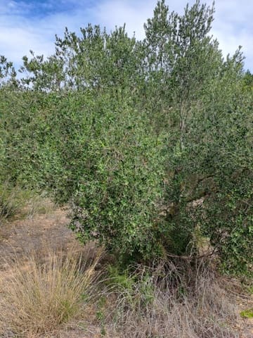 Finca/Maison de Campagne à vendre à Corbera d'Ebre - 9 000 € (Ref: 10014283)