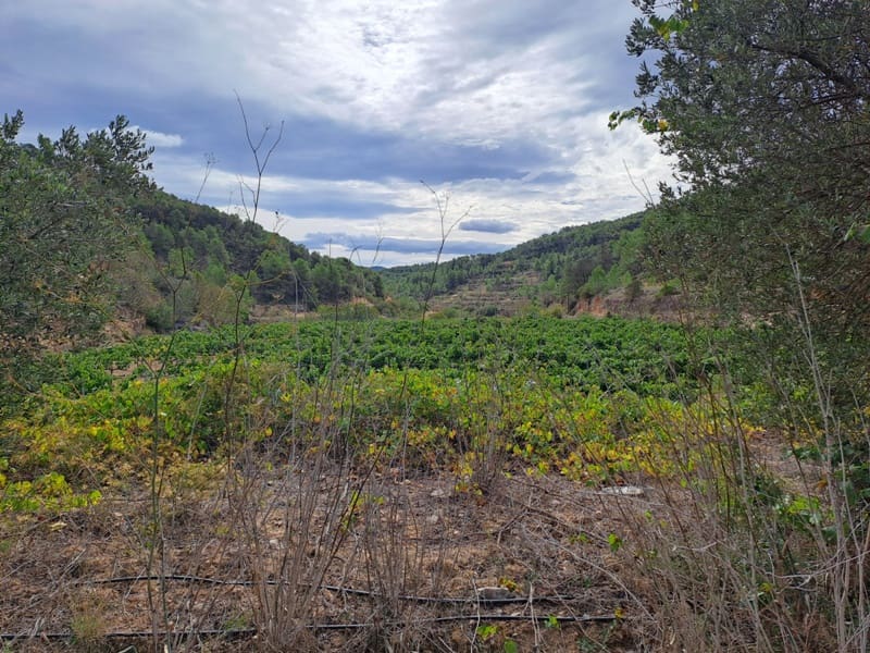 Finca/Landhuis te koop in Corbera d'Ebre - € 9.000 (Ref: 10014283)
