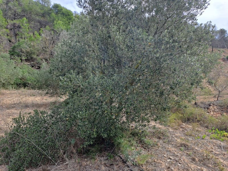 Finca/Landhuis te koop in Corbera d'Ebre - € 9.000 (Ref: 10014283)