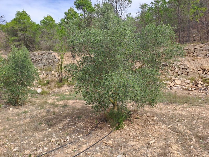 Finca/Landhuis te koop in Corbera d'Ebre - € 9.000 (Ref: 10014283)