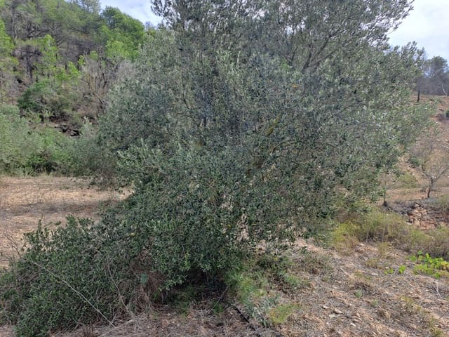 Finca/Maison de Campagne à vendre à Corbera d'Ebre - 9 000 € (Ref: 10014283)