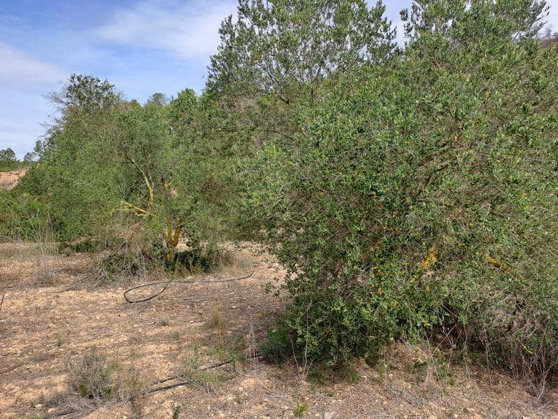 Finca/Landhuis te koop in Corbera d'Ebre - € 9.000 (Ref: 10014283)