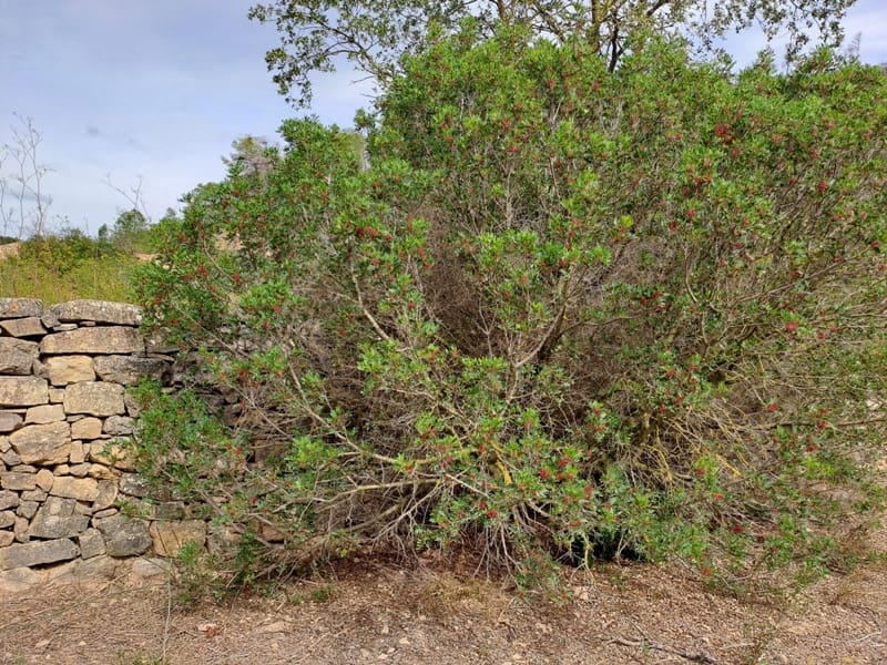 Finca/Landhuis te koop in Corbera d'Ebre - € 9.000 (Ref: 10014283)