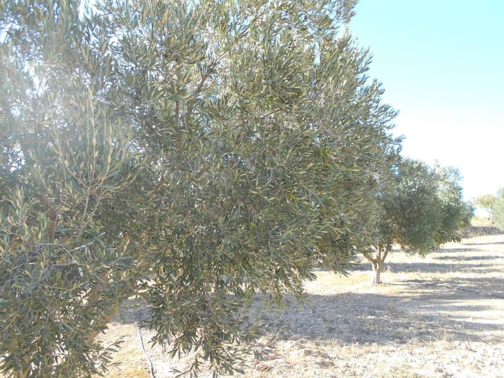 Finca/Casa di Campagna in vendita in Gandesa - 12.000 € (Rif: 10120575)