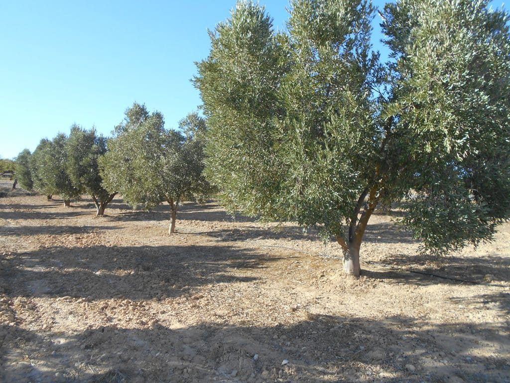 Finca/Casa di Campagna in vendita in Gandesa - 12.000 € (Rif: 10120575)
