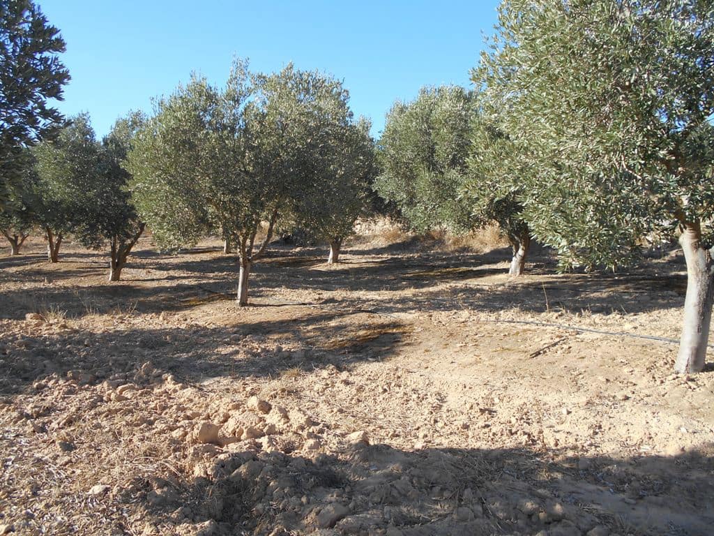 Finca/Casa di Campagna in vendita in Gandesa - 12.000 € (Rif: 10120575)