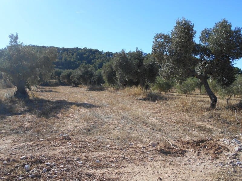 Finca/Casa di Campagna in vendita in Corbera d'Ebre - 16.000 € (Rif: 10120577)
