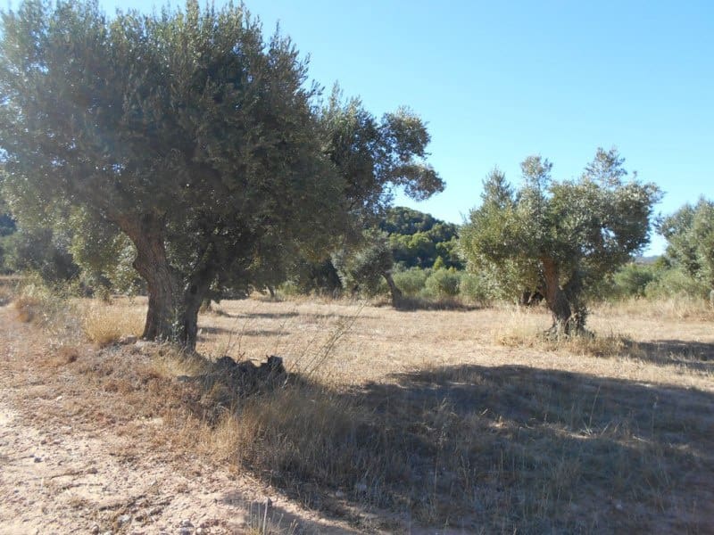 Finca/Casa di Campagna in vendita in Corbera d'Ebre - 16.000 € (Rif: 10120577)
