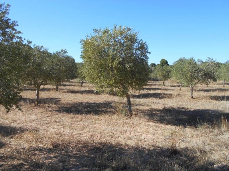 Finca/Casa di Campagna in vendita in Corbera d'Ebre - 16.000 € (Rif: 10120577)