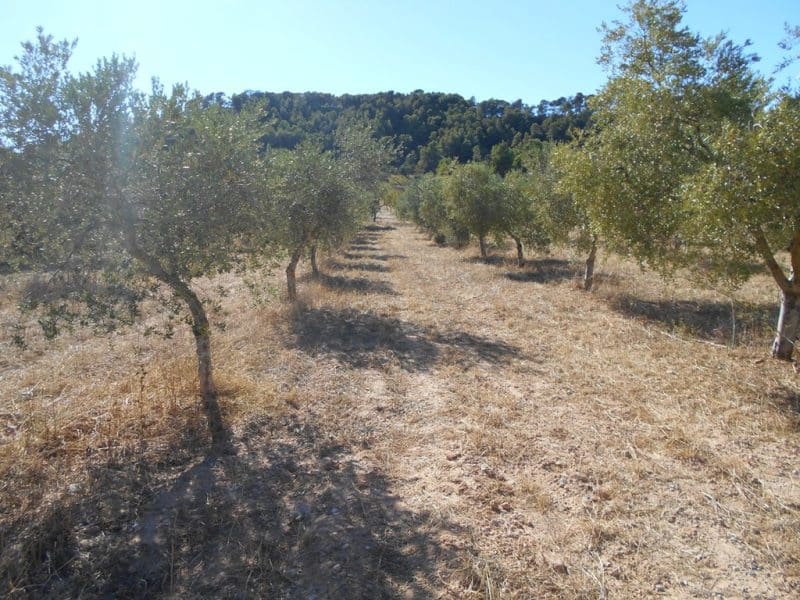 Finca/Casa di Campagna in vendita in Corbera d'Ebre - 16.000 € (Rif: 10120577)