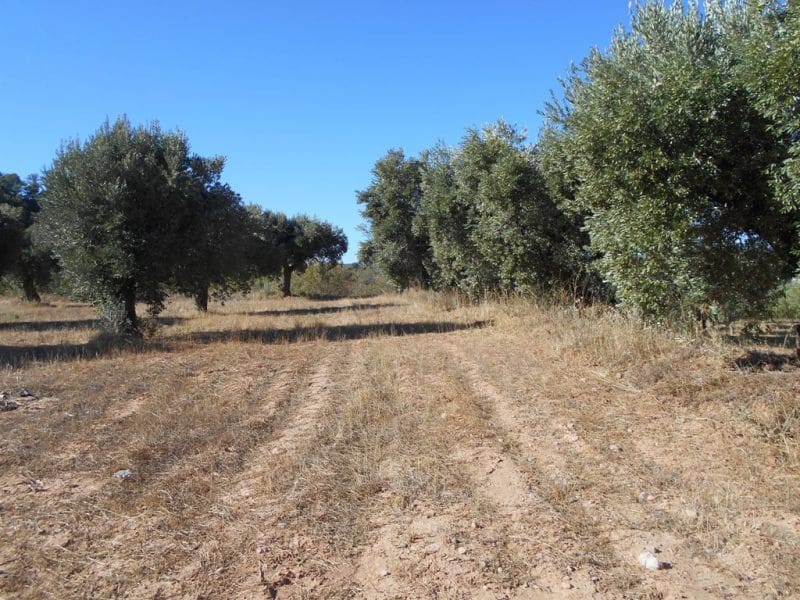Finca/Casa di Campagna in vendita in Corbera d'Ebre - 16.000 € (Rif: 10120577)