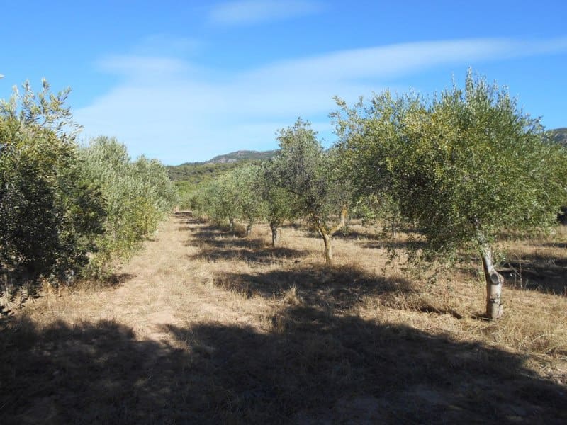 Finca/Casa di Campagna in vendita in Corbera d'Ebre - 16.000 € (Rif: 10120577)