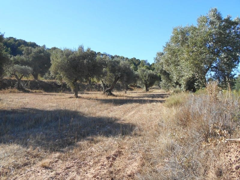 Finca/Casa di Campagna in vendita in Corbera d'Ebre - 16.000 € (Rif: 10120577)