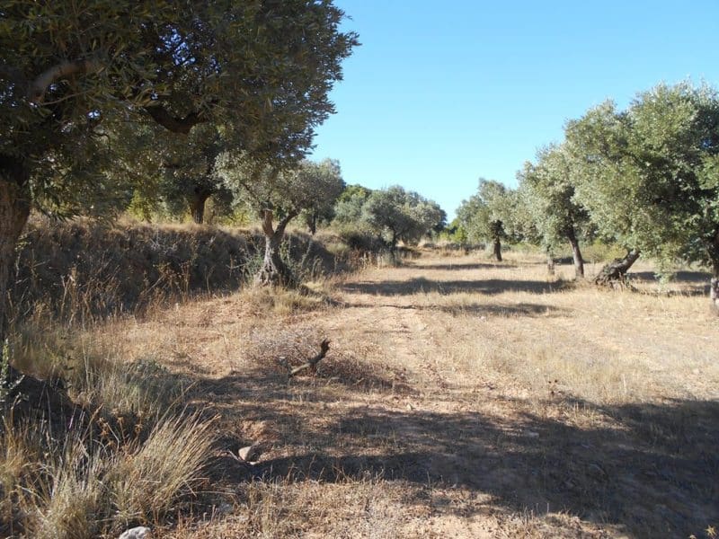 Finca/Casa di Campagna in vendita in Corbera d'Ebre - 16.000 € (Rif: 10120577)