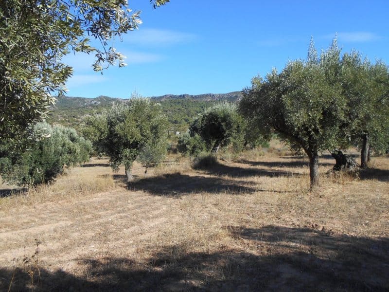 Finca/Casa di Campagna in vendita in Corbera d'Ebre - 16.000 € (Rif: 10120577)