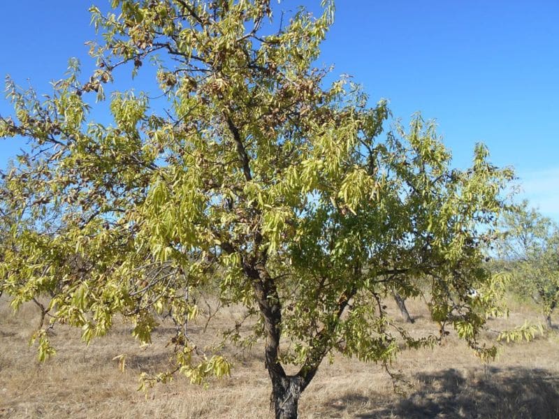 Finca/Casa di Campagna in vendita in Corbera d'Ebre - 16.000 € (Rif: 10120577)
