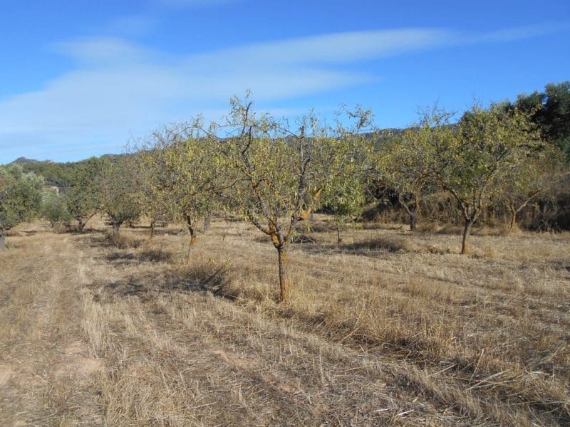 Finca/Casa di Campagna in vendita in Corbera d'Ebre - 16.000 € (Rif: 10120577)