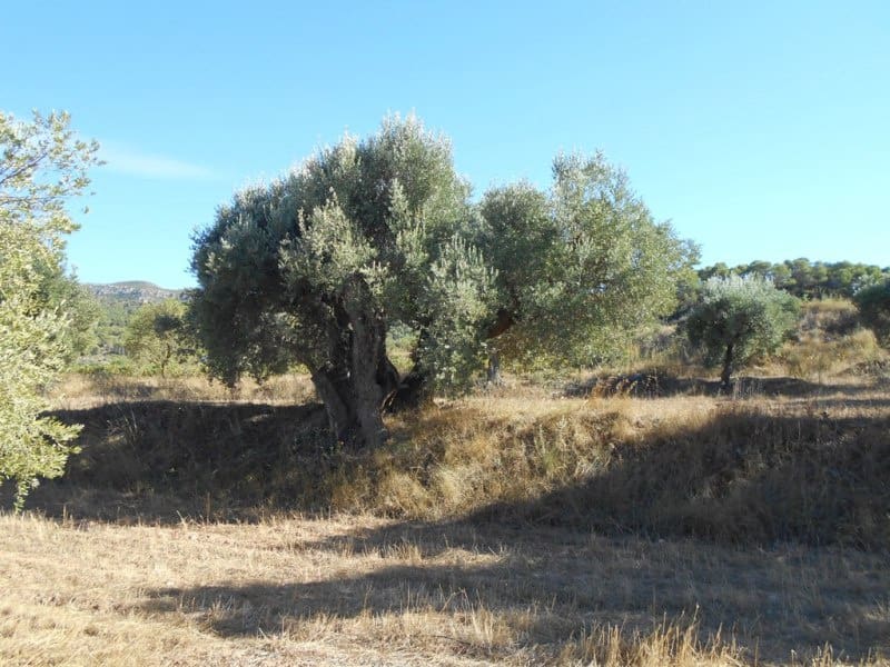 Finca/Casa di Campagna in vendita in Corbera d'Ebre - 16.000 € (Rif: 10120577)