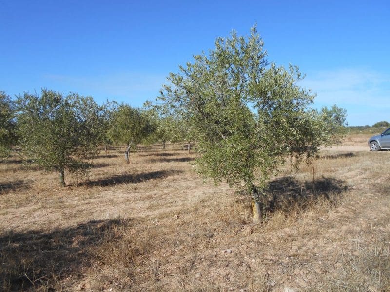 Finca/Casa di Campagna in vendita in Corbera d'Ebre - 16.000 € (Rif: 10120577)