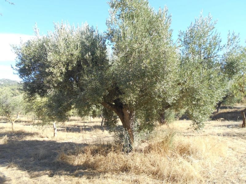 Finca/Casa di Campagna in vendita in Corbera d'Ebre - 16.000 € (Rif: 10120577)