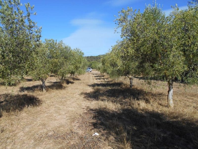 Finca/Casa di Campagna in vendita in Corbera d'Ebre - 16.000 € (Rif: 10120577)