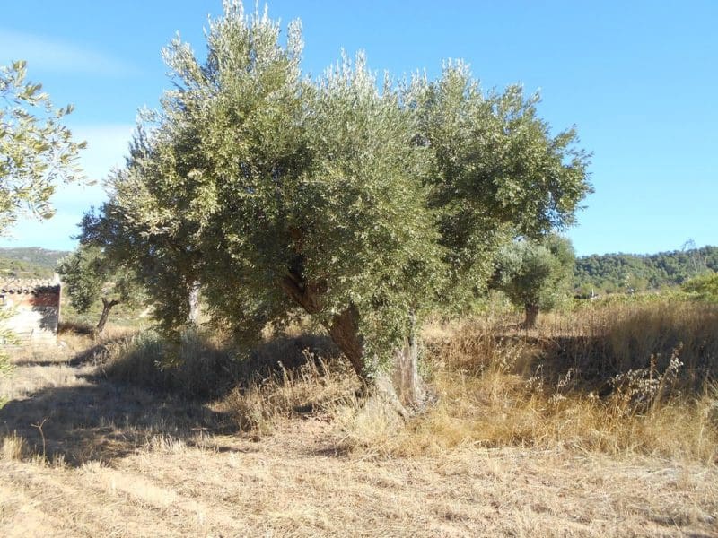 Finca/Casa di Campagna in vendita in Corbera d'Ebre - 16.000 € (Rif: 10120577)