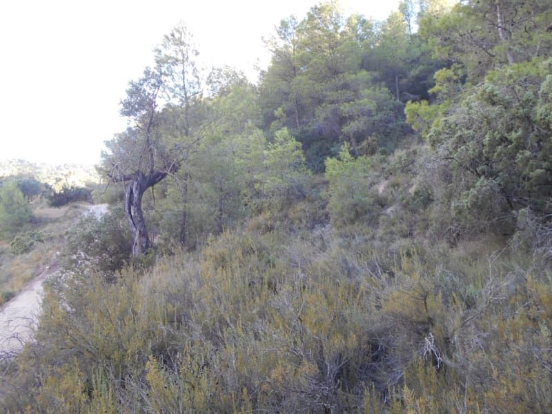 Finca/Casa di Campagna in vendita in Corbera d'Ebre - 16.000 € (Rif: 10120577)