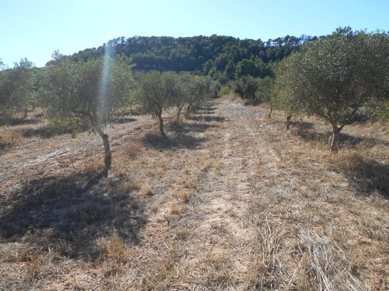 Finca/Casa di Campagna in vendita in Corbera d'Ebre - 16.000 € (Rif: 10120577)