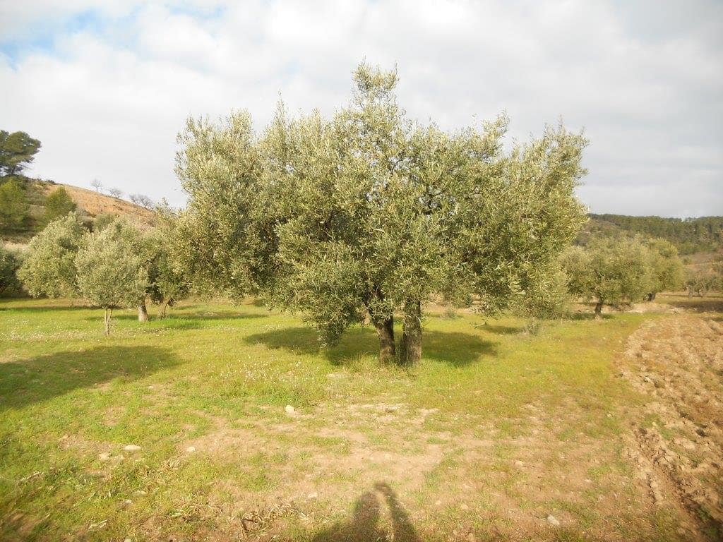 Finca/Landehus til salg i Corbera d'Ebre - € 24.000 (Ref: 6754369)