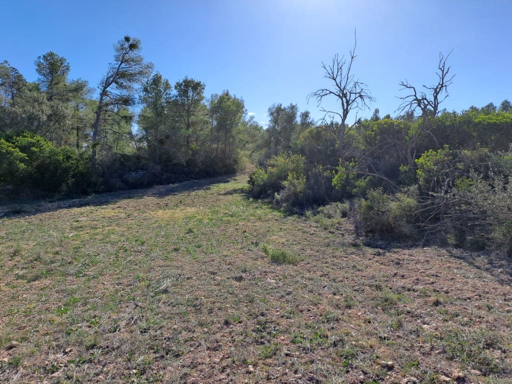 Finca/Landhuis te koop in Asco - € 8.000 (Ref: 8088180)