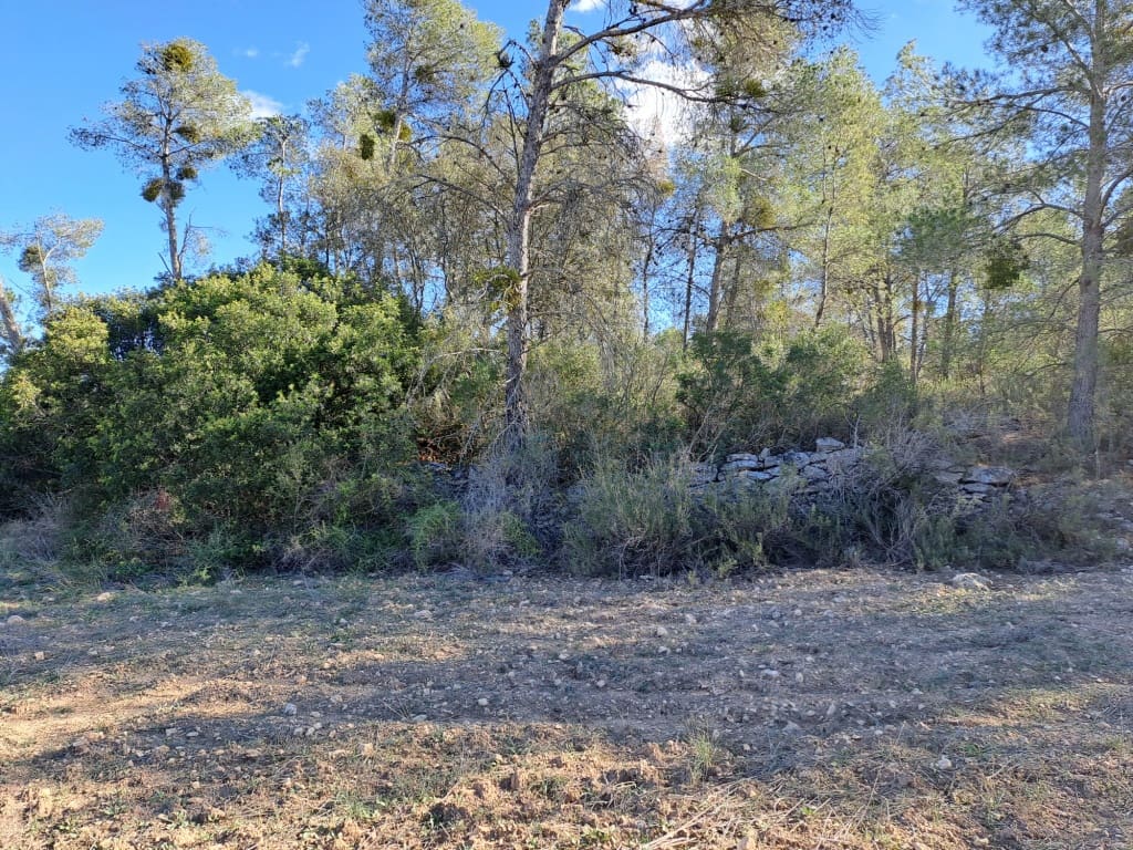 Finca/Landhuis te koop in Asco - € 8.000 (Ref: 8088180)