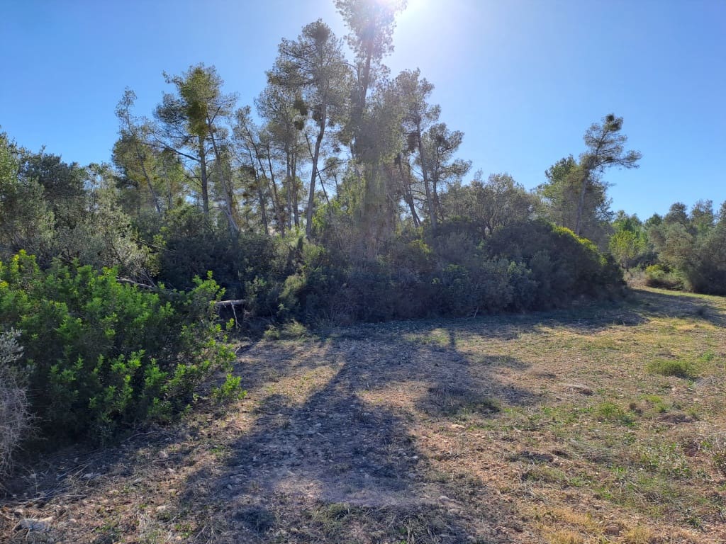 Finca/Landhuis te koop in Asco - € 8.000 (Ref: 8088180)